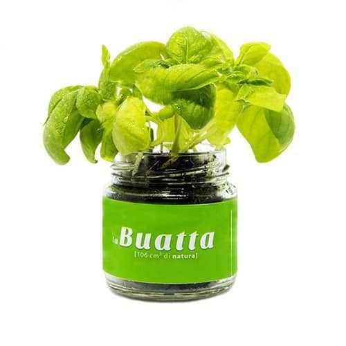 La Buatta (erbe aromatiche/piante grasse) - Ecofactory